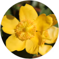 Evening Primrose