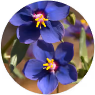 Lithospermum