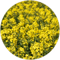 Rapeseed Oil